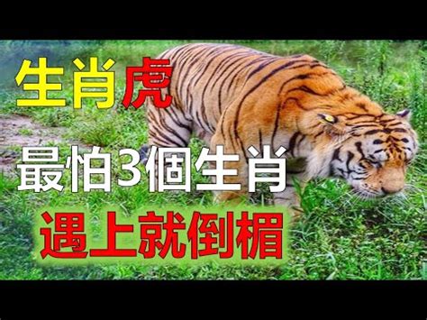 屬虎禁忌原因|【屬虎禁忌原因】揭秘屬虎禁忌原因：參加婚禮竟成邊緣人？1招。